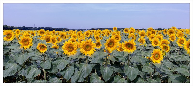 Why Writers Must Learn to Kill Their Babies (Less Morbid than It&nbsp;Sounds)